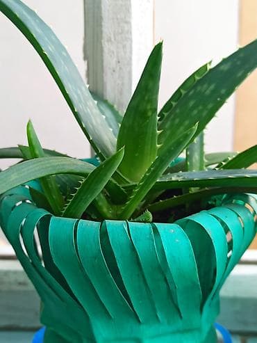 Алоэ (Aloe vera) в горшке с четырмя отростками. Можно разделить at lalafo.kg Алоэ (Aloe vera) в горшке с четырмя отростками. Можно разделить