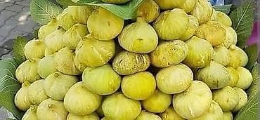 Саженцы инжира (желтоплодный сорт) - Тип: листопадный куст/дерево