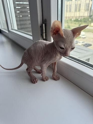 кошка свинкс: Сфинкс, 2 месяца, Девочка — 5