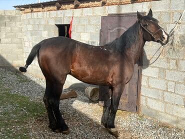 Аквариумдар: Сатам | Жылкы (эркек) | Жумушка | Мерин — 2