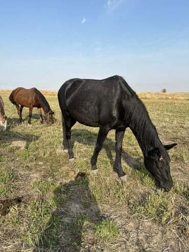 тюк пресс: Продаю | Жеребенок, Кобыла (самка), Жеребец | Кара Жорго | Для разведения, На забой, Рабочий — 19