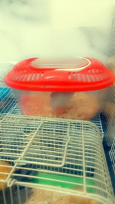 живые дрожи: - Клетки для содержания: - Желтая клетка с металлическими прутьями и — 9