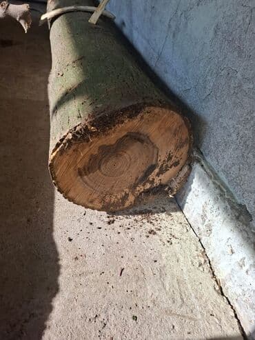 МДФ: ПРОДАЁТСЯ БРЕВНО ОРЕХА. ЦЕНА ДОГОВОРНАЯ Продаются бревна грецкого — 2