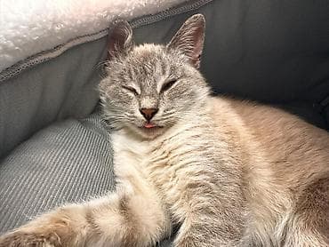 голубе: Продаю котёнка примерно 3 месячный ( точный пол мы не знаем ) сам он — 4