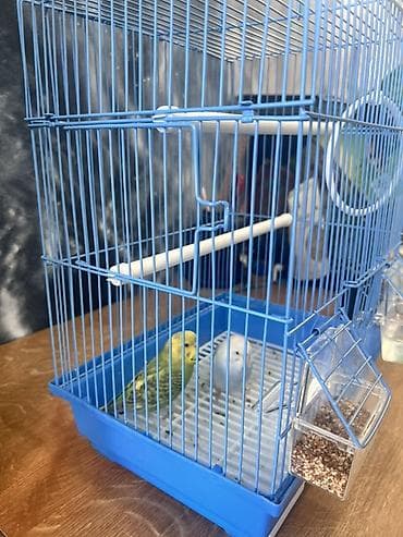 неразлучники попугаи цена: Волнистые попугаи + клетка 🐦 Пара красивых, активных попугаев вместе — 1