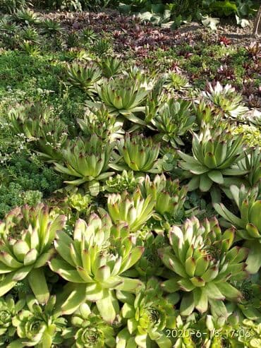 агроволокно рулон цена бишкек: Көчөттөр гүлдүн: Өзү алып кетүү — 7