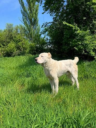 сколько стоит аксолотль: Алабай, 2 года, Самец — 2