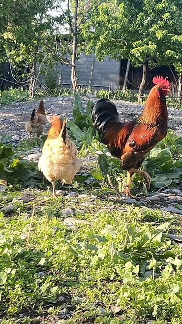 охотничая собака: Продаю | Петух | Домашняя | Для разведения — 1