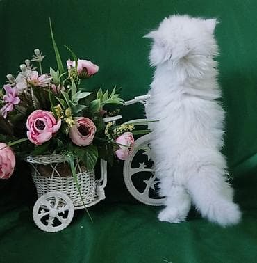 котята токмак: Готовится к продаже,девочка Хайленд страйт,с документами.Мама — 2