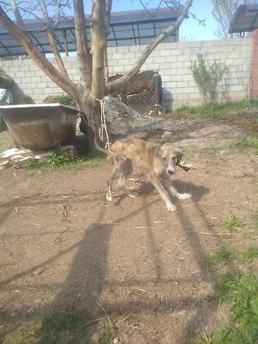 гуси мамуты купить: Щенок борзой (помёт деревенского типа) - Порода: борзая (длинноногий — 6