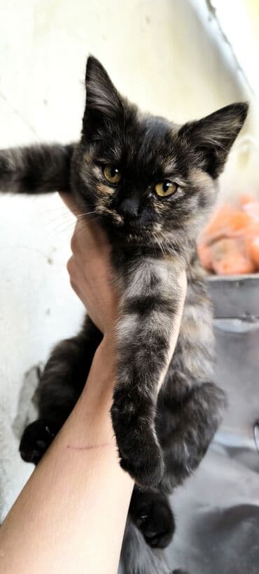 британская черепаховая кошка: Беспородная, 1 месяц, Девочка, Черепаховый, Приучена к лотку — 4