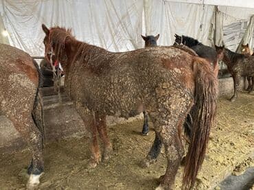 продать животных: Продаю | Кобыла (самка) — 2