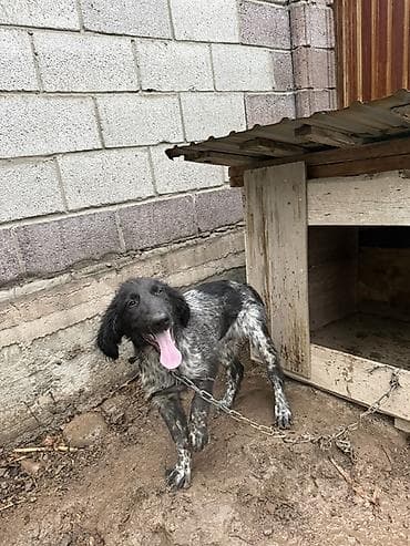 собакам: Дратхаар, 5 месяцев, Самец — 1