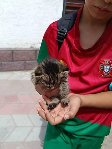 кошки лысые: Котёнок тигрового окраса - Пушистый малышь с классическим тигровым — 1