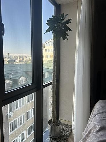 пальмовое: Пахиподиум ламерский (Pachypodium lamerei), взрослое комнатное — 1