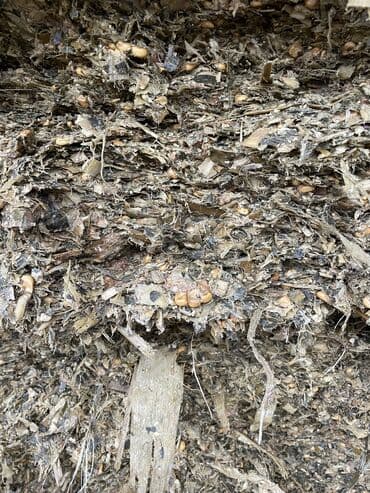 токмок кошка: Силос сорт пионер — 4