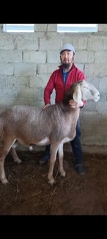 Продаю | Баран (самец) | Арашан | Для разведения | Племенные