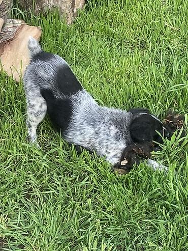 хочу купить щенка немецкой овчарки: Дратхаар 2 месяц — 1