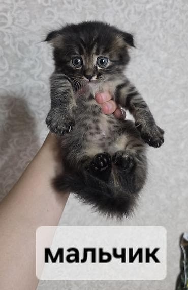 Животные: Кошка даром: Британская короткошёрстная, 2 месяца, Мальчик — 7