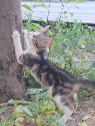 бенгальская кошка домашняя: Мальчик — 2