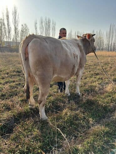 продам бу оборудование для птицефабрики: Продаю | Корова (самка), Бык (самец) | На откорм | Племенные — 4