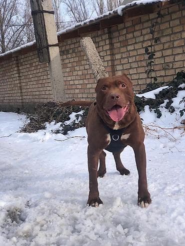 собака охота: Вязка: Питбуль, Самец, 2 года, С прививкой, С родословной — 2