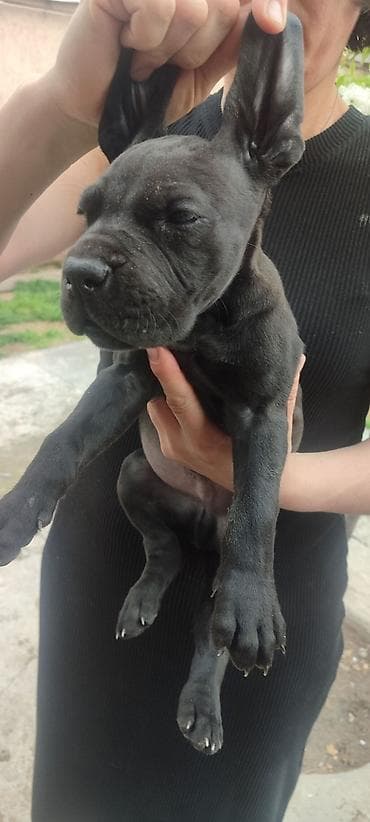 бульдога: 2 айлык, Эркек, Эмделген, Ит тегин тастыктоочу документ — 3