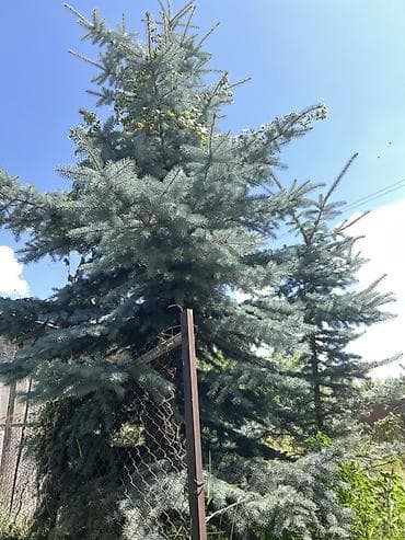 стул каракол: Ель голубая (Picea pungens ‘Glauca’) — взрослое декоративное дерево — 1