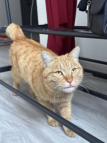 Отдам даром кошку: Кошка даром: Беспородная, Мальчик, Приучена к лотку — 1