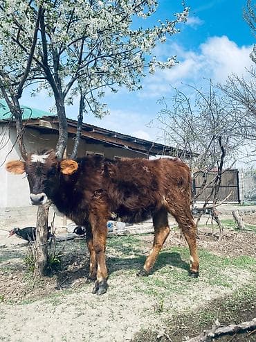 молочный карова: Продаю | Музоо, торпок | На откорм | Привязанные — 3