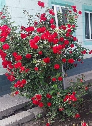 кустовые розы цена: Саженцы — 7