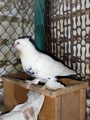 Птицы: Голубь молодой (самец,эркек). обмен на курицу возможен — 2