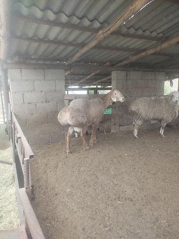 суточный жожо: Продаю | Баран (самец) | Гиссарская | Для разведения | Осеменитель — 1