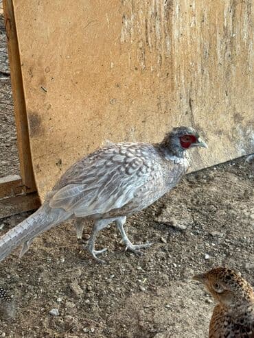 объявления о собаках sobaka: Продаю | Куры, Петух — 2