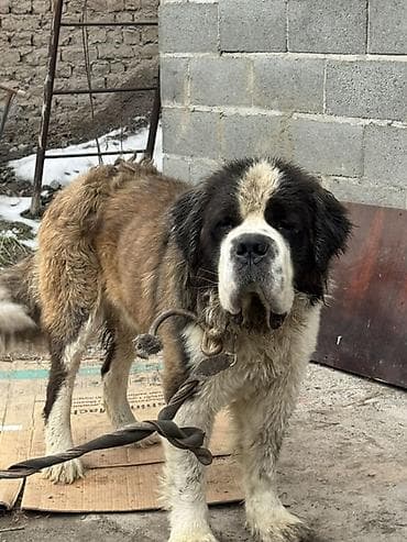 сенбернар купить: Вязка: Сенбернар, Самец, 2 года, С прививкой — 2