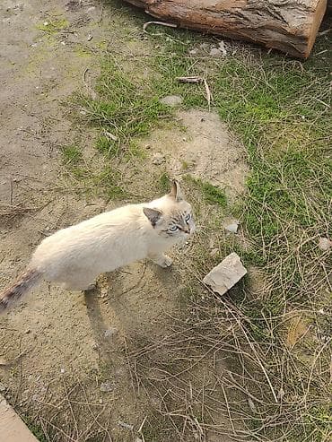 Мышык бекер берем: Мышык бекер берилет: Породасыз, 6 айлык, Ургаачы, Лотокко барууга үйрөтүлгөн — 2