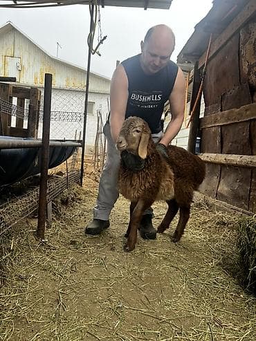 сельскохозяйственные животные продажа: Продаю | Баран (самец) | Арашан | Для разведения | Племенные — 6