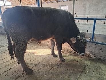 Продаю | Бык (самец)