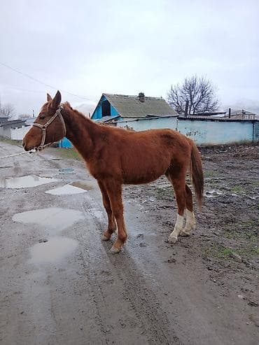 енот живой: Продаю | Конь (самец), Жеребенок | Дончак, Кара Жорго | На забой, Для разведения, Для молока — 4