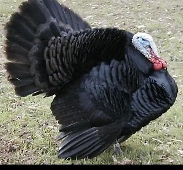 продаю яицо: Продаю | Инкубационные яйца | Черный принц | Для разведения | Племенные — 2