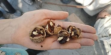 Инструменттер: Орехи грецкий / жаңгак / 2 мешка / общий вес ~ 80кг — 2