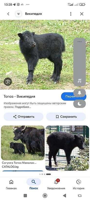 Топоз (мелкорослый як киргизской породы) - Назначение: мясо‑молочное