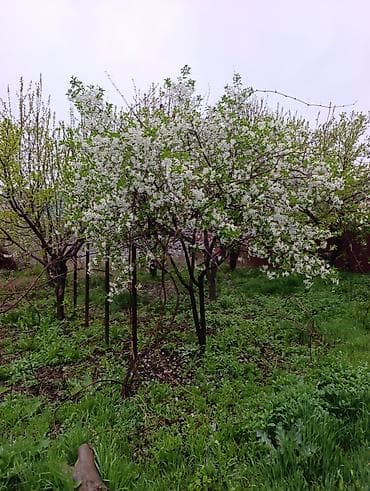 рассада овощи: Саженцы плодовых деревьев (садовые Черешня кокон гилас 5штук Абрикос — 5