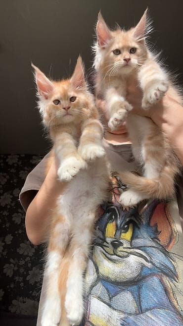 куплю хомяка с клеткой: Мощные эксклюзивные котята куны Мейн Куны с полным пакетом документов — 10
