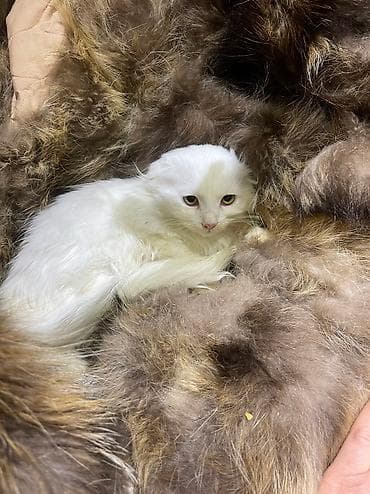 Услуги ветеринара: Скотиш Фолд (Шотландская вислоухая), 2 месяца, Девочка, Белый, Проглистована — 7