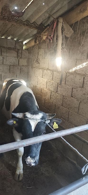 Продаю | Бык (самец) | Полукровка | Для разведения | Племенные