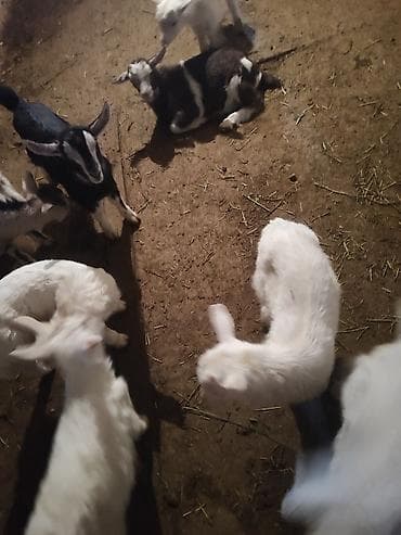 козел: Продаю | Козлёнок | Полукровка | Для разведения | Племенные — 3