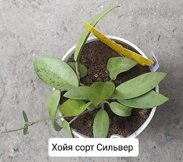эвелины цветы: Продаю Хойя горшки двойные — 3