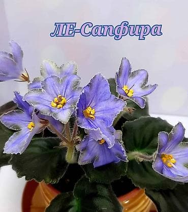 фиалки сортовые: В продаже детки сортовых фиалок .Район Тоголок — 3