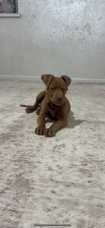 Питбуль, 4 месяца, Самка